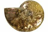 Red Flash Ammonite Fossil - Madagascar #187286-1